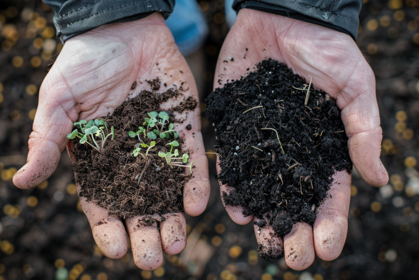 Hands holding soil with sprouts on the left and dark compost on the right.